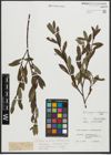 Foto von Salix purpurea L. x Salix waldsteiniana Willd.